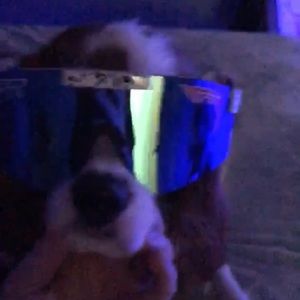 Meet your Posher, Bella